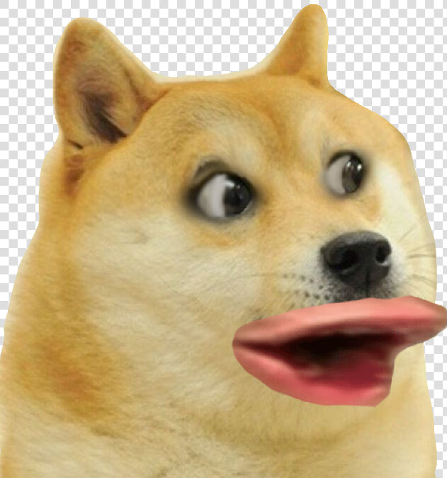 Shiba Inu Dog Mammal Vertebrate Canidae Dog Breed Shiba   Doge Png Transparent  Png DownloadTransparent PNG