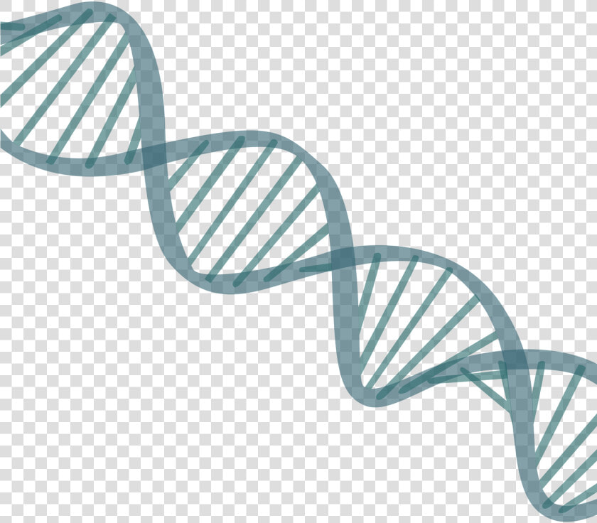 Transparent Korean Png   Dna Strand Transparent Background  Png DownloadTransparent PNG