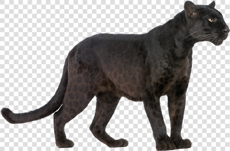 Panther Png Transparent Image   Black Panther Animal Print  Png DownloadTransparent PNG