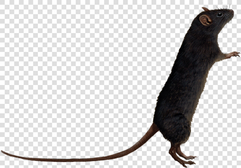 Rat Transparent   Rat White Background Cartoon  HD Png DownloadTransparent PNG