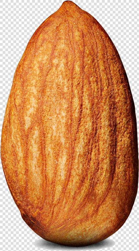 Almond Png   Almond Transparent Background  Png DownloadTransparent PNG