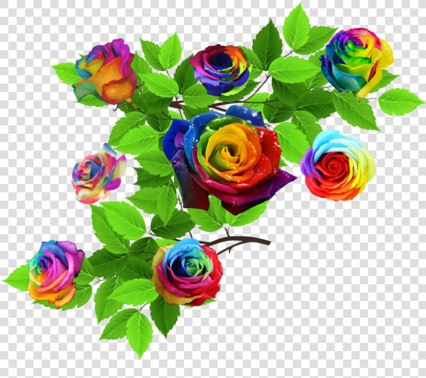  rose  roses  nature  leaves  rainbow  rainbowflowers   Garden Roses  HD Png DownloadTransparent PNG