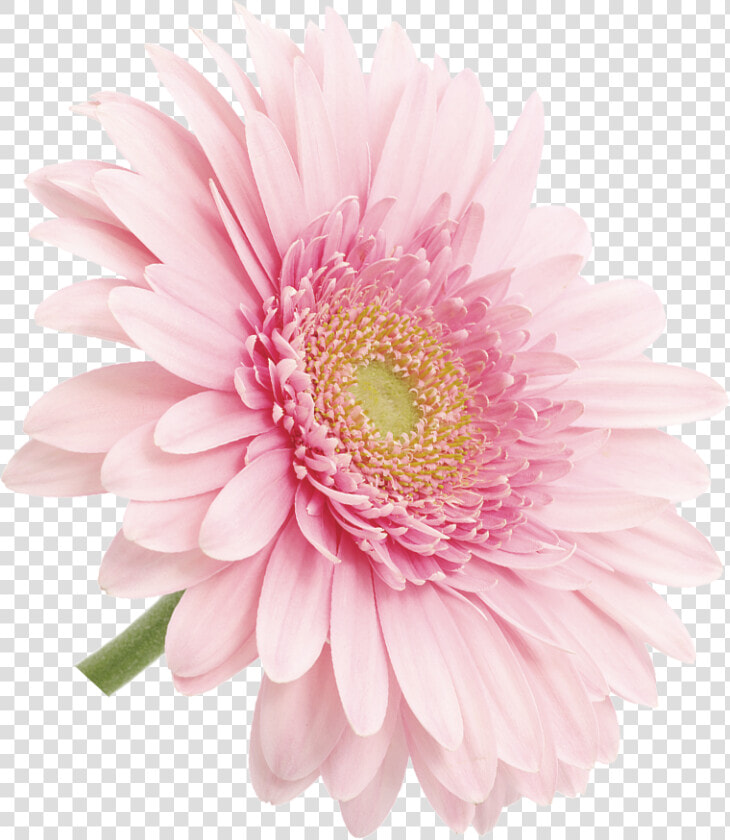 Barberton Daisy  HD Png DownloadTransparent PNG