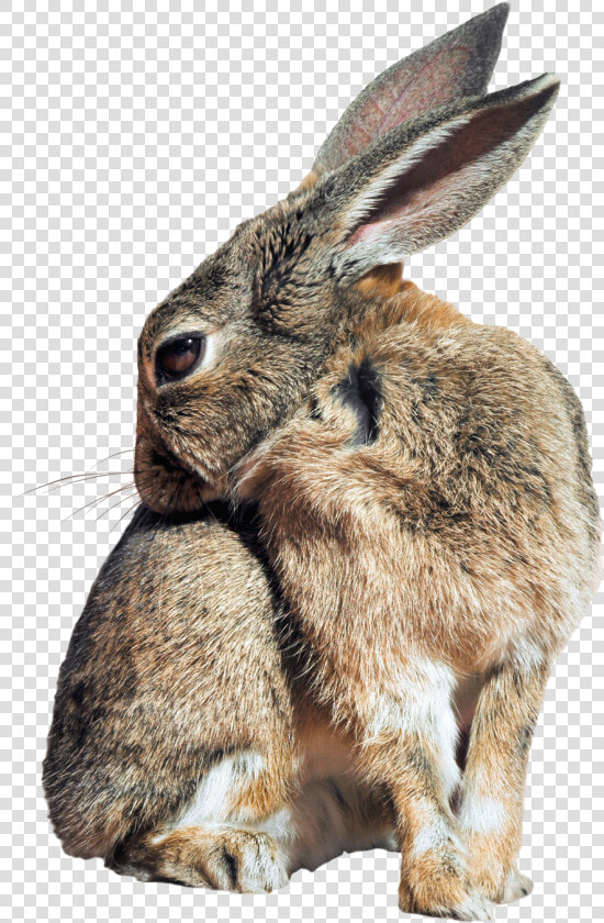 Pngpix   Wild Rabbit Transparent Background  Png DownloadTransparent PNG