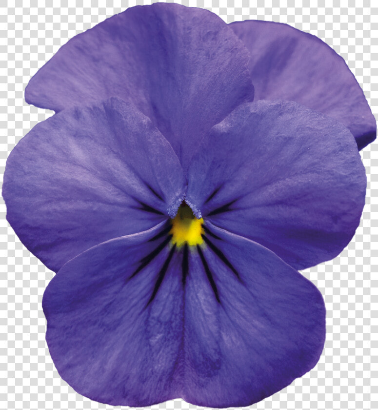 Download Violet Png Pic   Blue Violet Flower Png  Transparent PngTransparent PNG