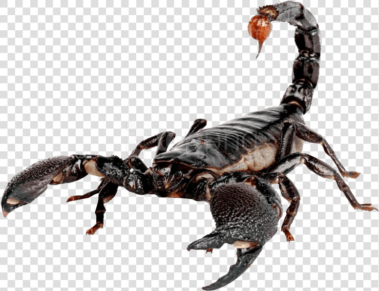 Free Png Scorpion Png Images Transparent   Transparent Scorpion Png  Png DownloadTransparent PNG