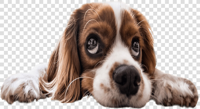 Sad Puppy Eyes Transparent Background Dog Image   Transparent Sad Dogs  HD Png DownloadTransparent PNG