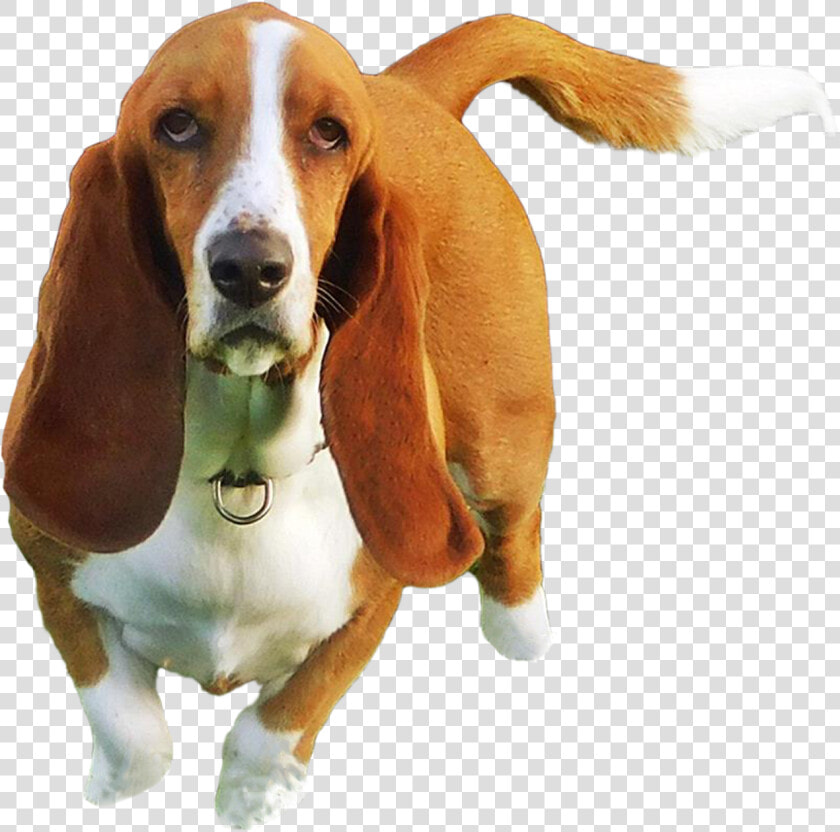 Basset Hound  HD Png DownloadTransparent PNG