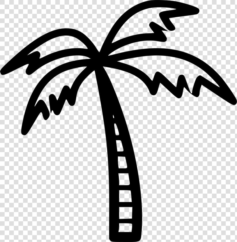 Coconut Tree   Coconut Tree Png Black And White  Transparent PngTransparent PNG