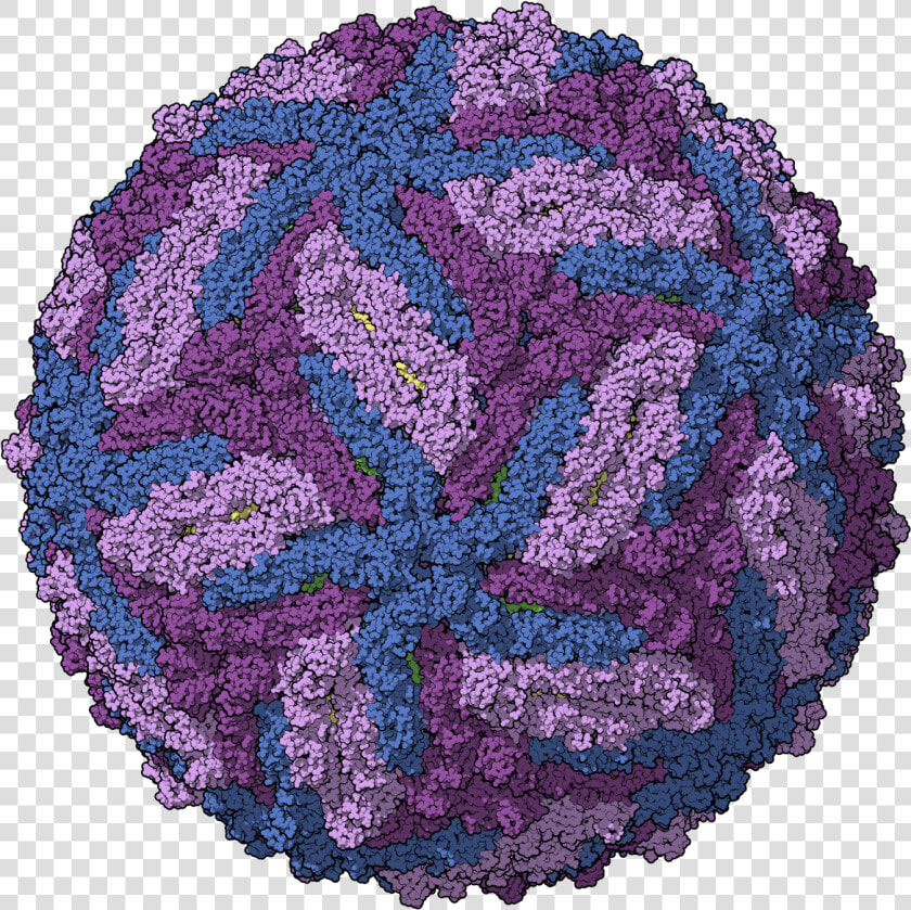 Zika Chain Colored   Virus Dengue Png  Transparent PngTransparent PNG