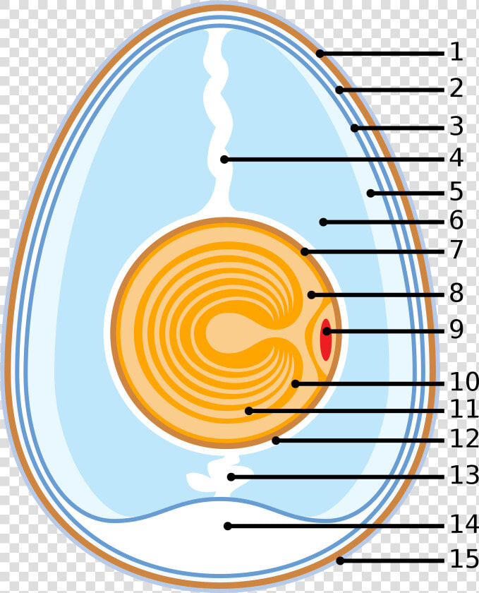 Transparent White Egg Png   Schematic Of A Chicken Egg  Png DownloadTransparent PNG