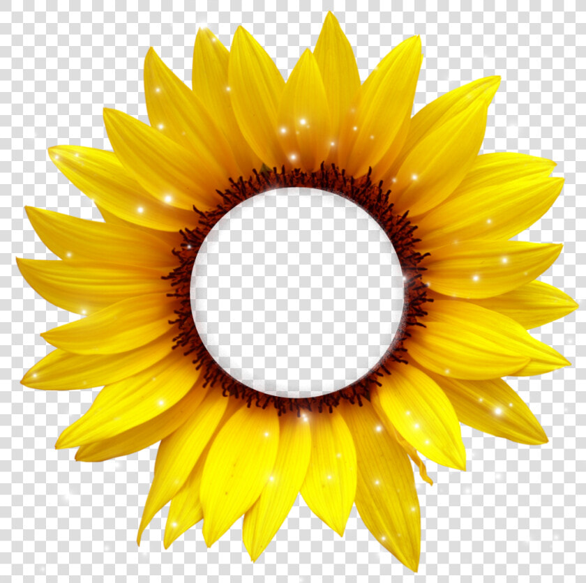  girasol  amarillo  cafe  frame  bydeniabejar   Sunflower Cartoon Png  Transparent PngTransparent PNG