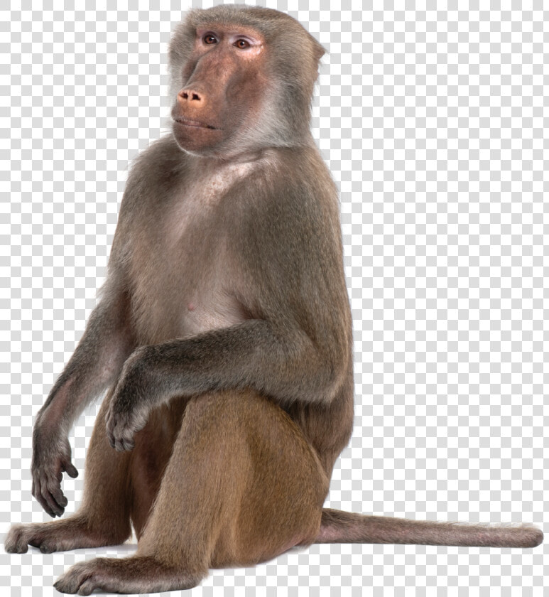 Portable Network Graphics Monkey Baboons Mandrill Primate   Transparent Baboon Png  Png DownloadTransparent PNG