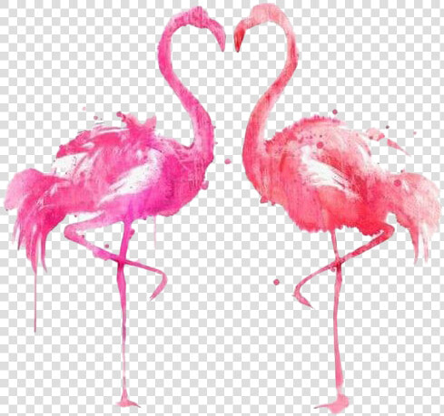 Flamingo Png Picture   Flamingos Png  Transparent PngTransparent PNG