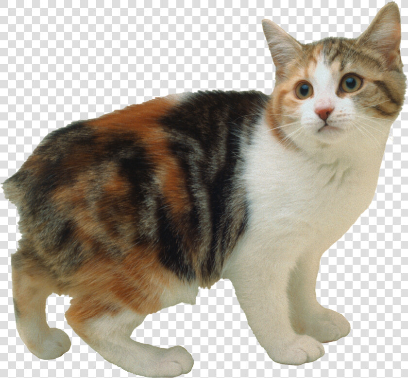 Cat Png   Calico Cat Without A Tail  Transparent PngTransparent PNG