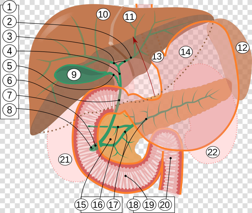 Papilla Of Vater  HD Png DownloadTransparent PNG