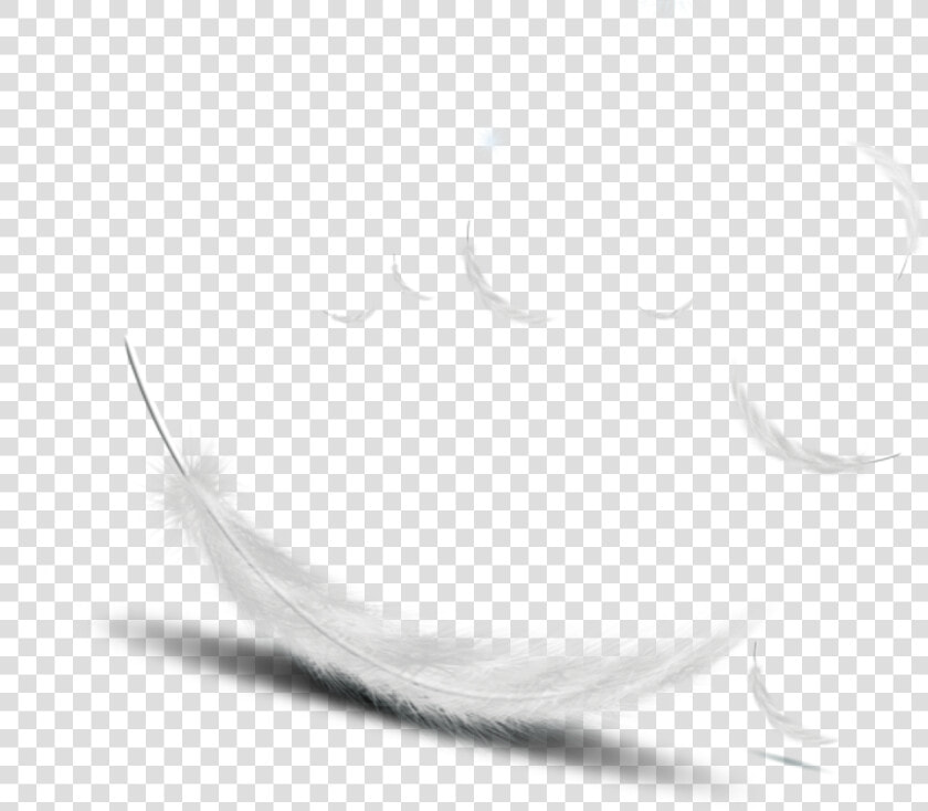  feather white Vector   White Feather Vector Png  Transparent PngTransparent PNG