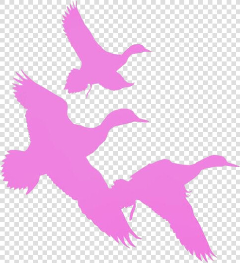 Duck Cartoon Png Transparent Images   Ducks Flying Silhouette  Png DownloadTransparent PNG