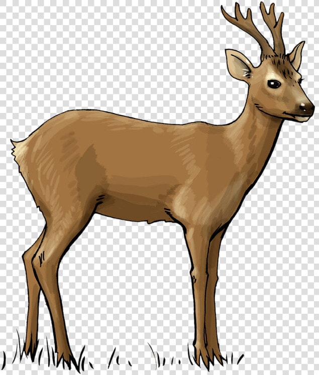 Deer Free To Use Clip Art   Roe Deer Clipart  HD Png DownloadTransparent PNG