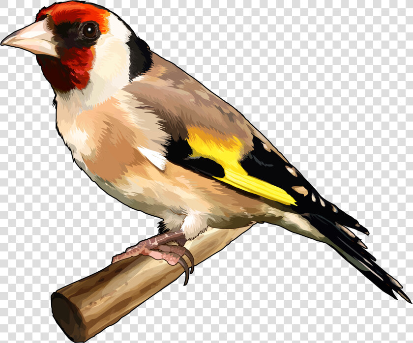 Goldfinch Png  Transparent PngTransparent PNG