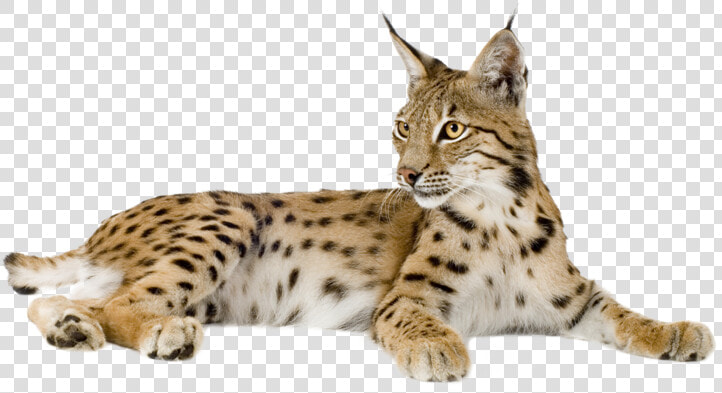 Eurasian Lynx Bobcat Felidae Kitten   Lynx Transparent  HD Png DownloadTransparent PNG