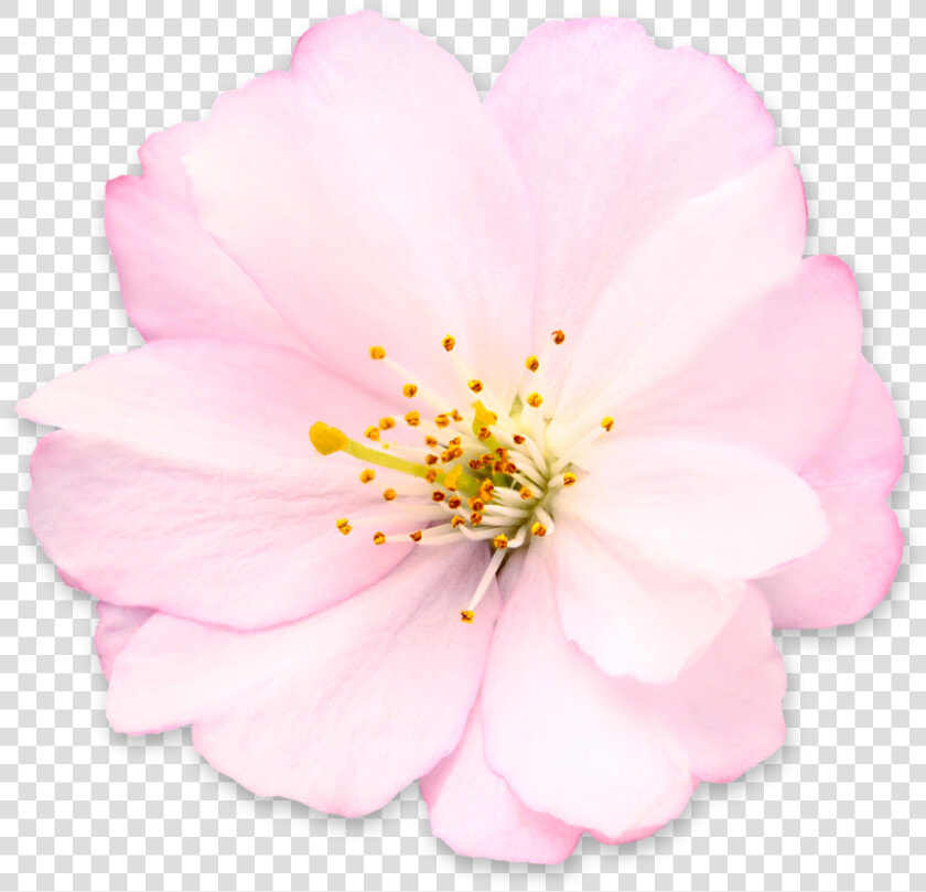 Get Cherry Blossom Png Pictures   Camellia Sasanqua  Transparent PngTransparent PNG