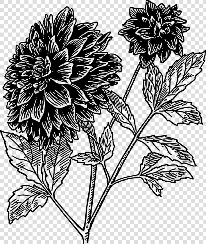 Chrysanths plant flora   Dahlia Flower Clipart Black And White  HD Png DownloadTransparent PNG