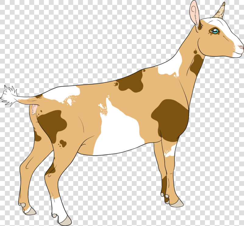 Goat Horns Png For Kids   Nigerian Dwarf Goat Clipart  Transparent PngTransparent PNG