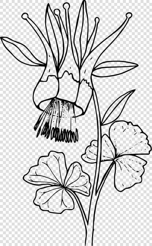 Western Columbine Clip Arts   Monochrome Water Color Png  Transparent PngTransparent PNG