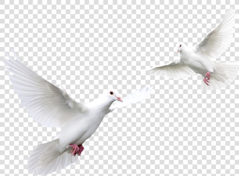 Doves Flying Png   White Doves  Transparent PngTransparent PNG