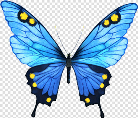 Infinity Clipart Butterfly   Portable Network Graphics  HD Png DownloadTransparent PNG