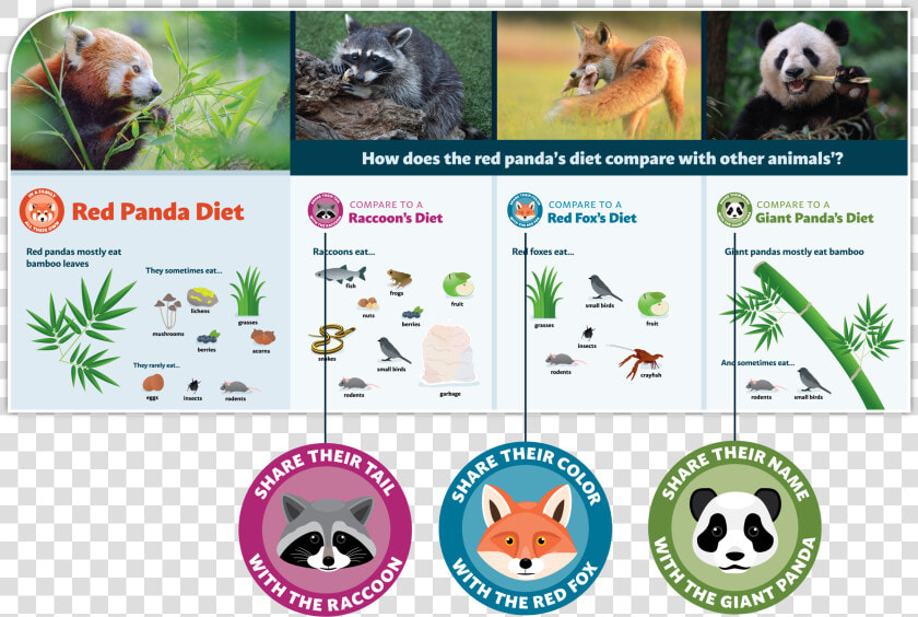 Red Panda Exhibit Designs  HD Png DownloadTransparent PNG