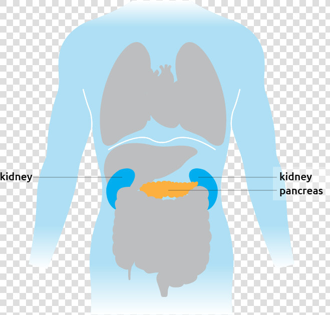 This Is Where The Pancreas Is Situated In The Torso   Cartoon  HD Png DownloadTransparent PNG