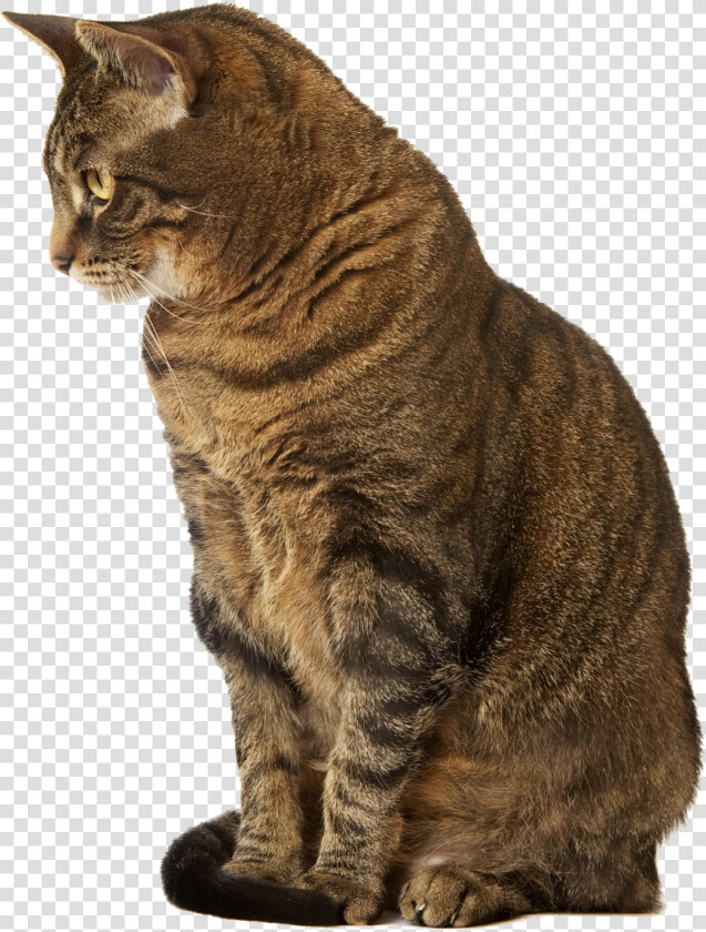 Cat Sitting Down Indoors   Samsung Phone Cases S10e Cat  HD Png DownloadTransparent PNG