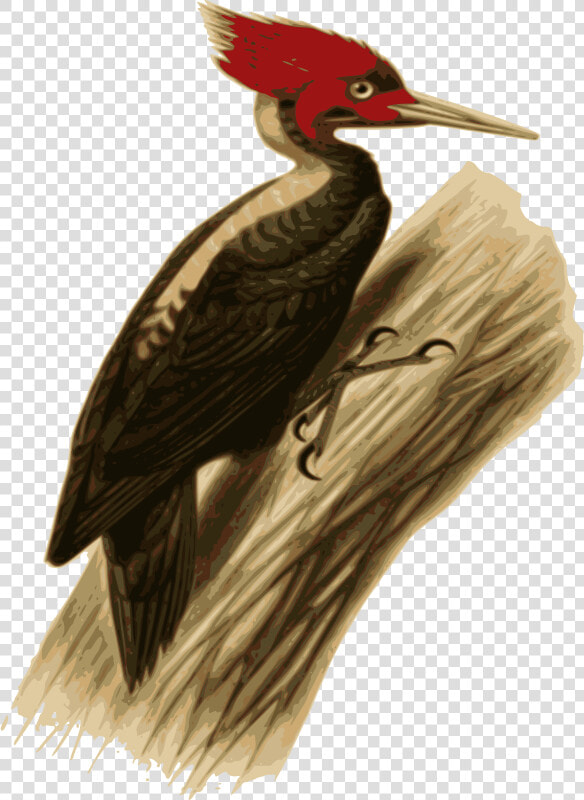 Woodpecker   Carpintero Lomo Blanco Dibujo  HD Png DownloadTransparent PNG