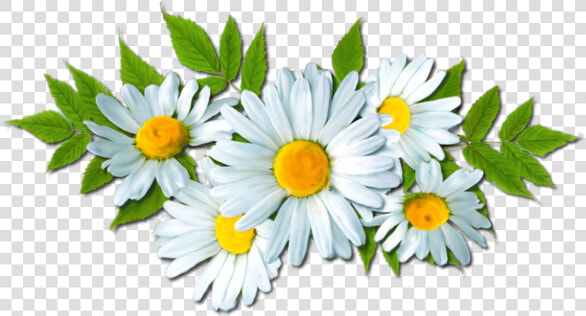 Camomile Png Picture   Camomile Png  Transparent PngTransparent PNG