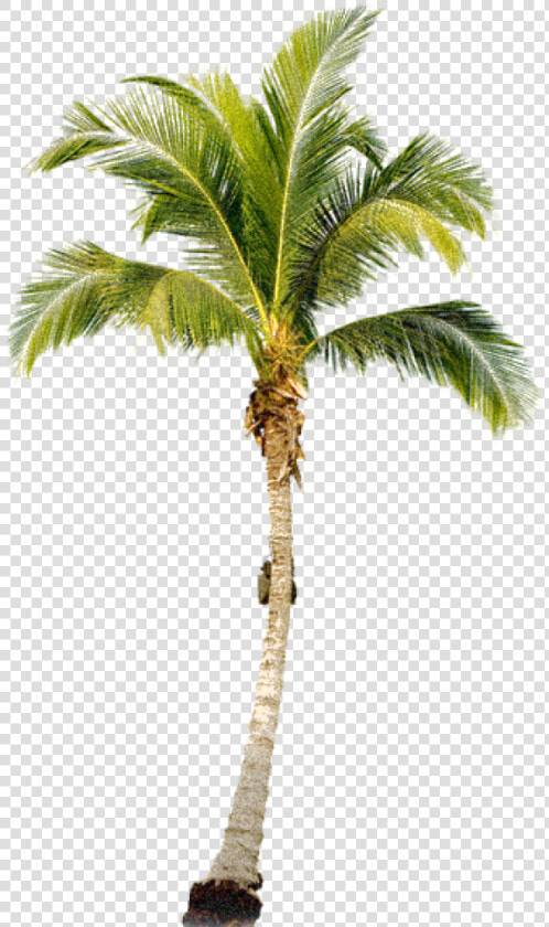 Palmtree Png Free Download   Palm Tree Png Transparent  Png DownloadTransparent PNG