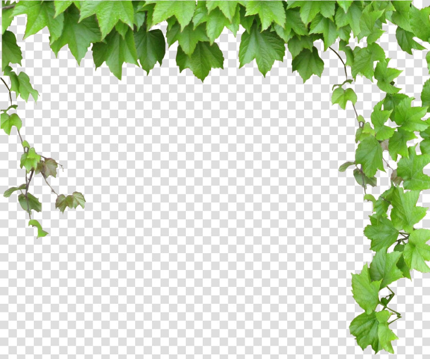 Transparent Leafy Vine Clipart   Leaves And Vines Png  Png DownloadTransparent PNG