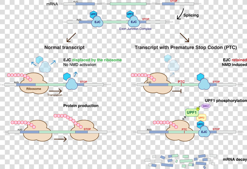 Nonsense mediated Decay   Nonsense Mediated Mrna Decay  HD Png DownloadTransparent PNG