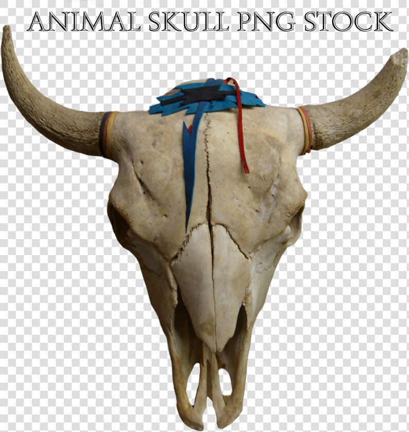 Transparent Animal Skull Png   Png Animal Skull  Png DownloadTransparent PNG