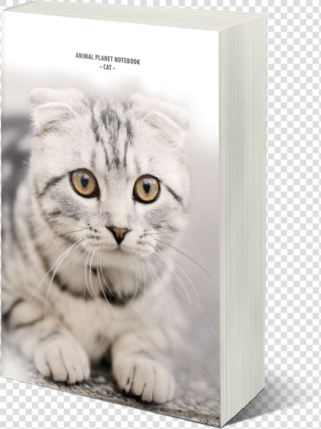 Mock12   Cat Sebaceous Cyst  HD Png DownloadTransparent PNG