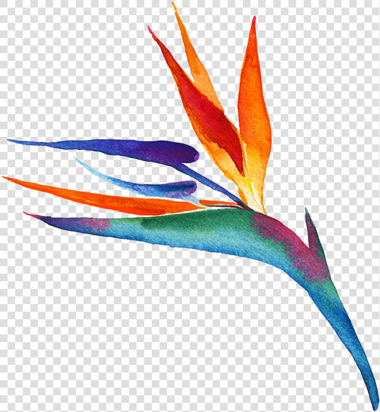 Transparent Bird Of Paradise Plant Png   Illustration  Png DownloadTransparent PNG