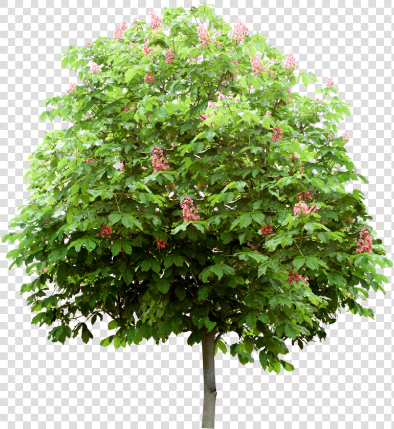 Arbre   Деревья Для Фотошопа На Прозрачном Фоне  HD Png DownloadTransparent PNG