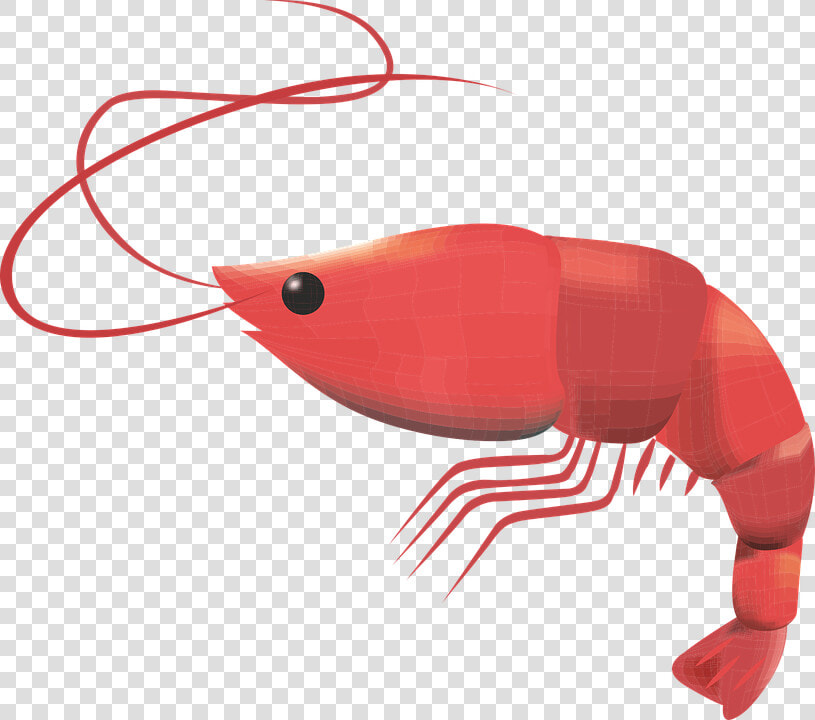 Prawn  Crustacean  Seafood  Fresh  Prawns  Gourmet   Shrimp Free Vector Png  Transparent PngTransparent PNG