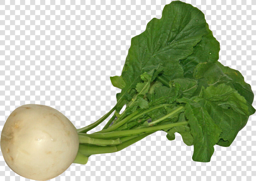 Arugula   Turnip Png  Transparent PngTransparent PNG