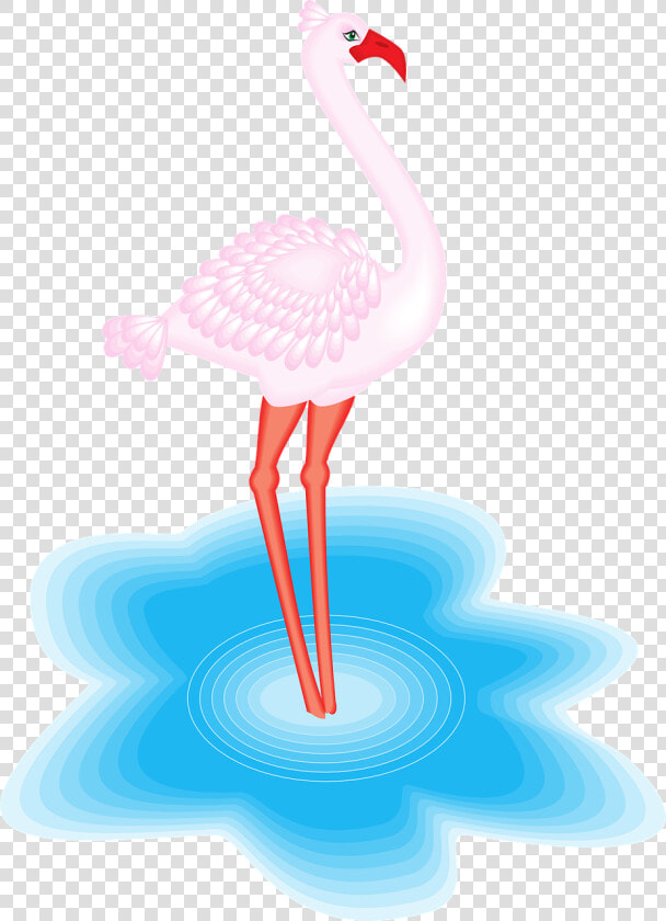 Animales Con Plumas En El Agua  HD Png DownloadTransparent PNG