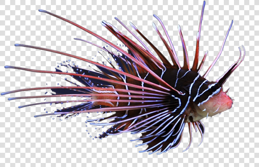 Radiata Lionfish   Glowing Lionfish  HD Png DownloadTransparent PNG