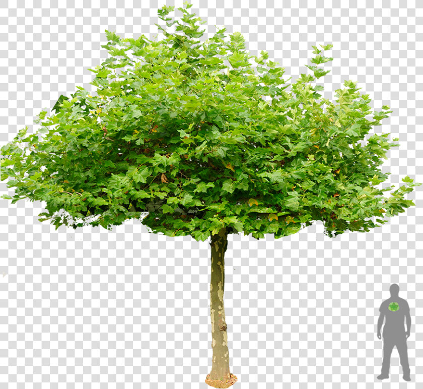 Dach Platane Boom Plataan Dakplataan Groen Pts   London Plane Trees Png  Transparent PngTransparent PNG