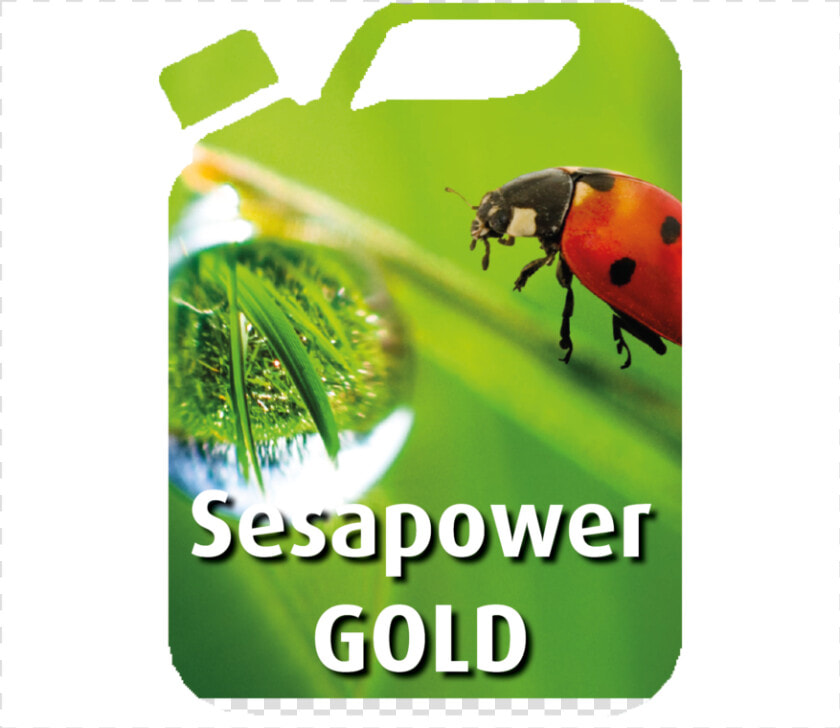 Sesapower Gold Can   Kalendarz 2019 Z Ks Twardowskim  HD Png DownloadTransparent PNG