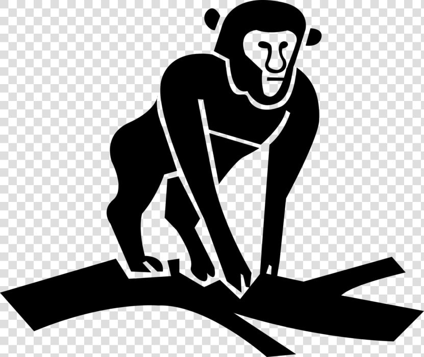 Vector Illustration Of Primate Monkey Ape On Tree Branch  HD Png DownloadTransparent PNG